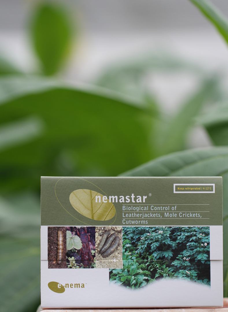 nemastar® for Flea, Beetle and Cutworm Control image 0